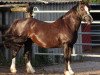 broodmare Ilar Hannah (Welsh-Cob (Sek. C), 1993, from Nebo Daniel)