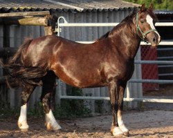 broodmare Ilar Hannah (Welsh-Cob (Sek. C), 1993, from Nebo Daniel)