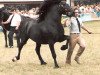 stallion Nebo Magic (Welsh-Cob (Sek. D), 1975, from Nebo Black Magic)