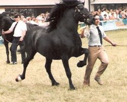 stallion Nebo Magic (Welsh-Cob (Sek. D), 1975, from Nebo Black Magic)