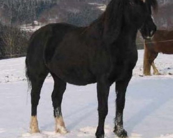 Zuchtstute Pantlleinau Myfanwy (Welsh-Cob (Sek. D), 1984, von Nebo Magic)