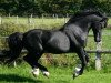 stallion Bronfoel Harri (Welsh-Cob (Sek. D), 1991, from Ebbw Victor)
