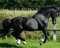 Deckhengst Bronfoel Harri (Welsh-Cob (Sek. D), 1991, von Ebbw Victor)