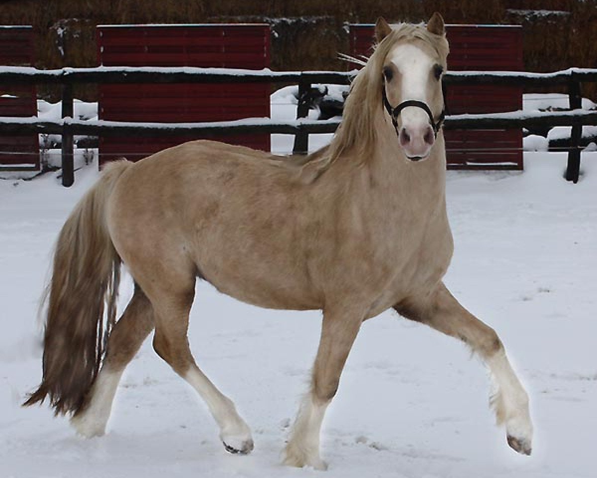 stallion Arvalon Assassin (Welsh-Cob (Sek. D), 2006, from Cwmmaddoc Appollo)