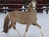 stallion Arvalon Assassin (Welsh-Cob (Sek. D), 2006, from Cwmmaddoc Appollo)