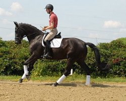 dressage horse Daylight 261 (Hanoverian, 2007, from Depardieu 11)