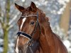 dressage horse Ulala 2 (Oldenburg, 2011, from Don Romantic)