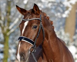 dressage horse Ulala 2 (Oldenburg, 2011, from Don Romantic)