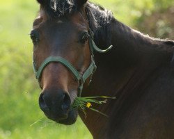 Zuchtstute PSW Celine (Deutsches Reitpony, 1998, von FS Cocky Dundee)