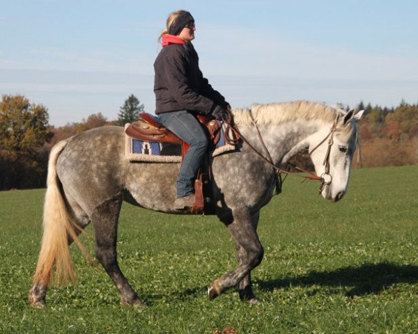Pferd Ballyvary Anita (Connemara-Pony, 2012)
