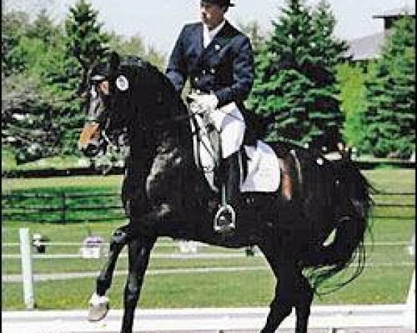 stallion Any Tyme (Oldenburg, 1996, from Acord II)