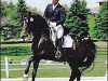 stallion Any Tyme (Oldenburg, 1996, from Acord II)
