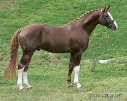 dressage horse Romance Tyme (Oldenburg, 2000, from Rotspon)