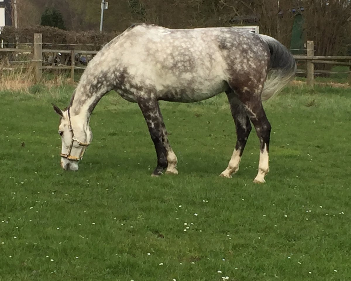Springpferd Adorator (Polnisches Warmblut, 2008, von Saganek AA)