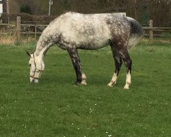 Springpferd Adorator (Polnisches Warmblut, 2008, von Saganek AA)