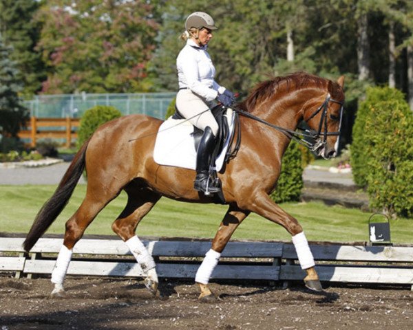 dressage horse Super Tyme (Oldenburg, 2006, from Sir Donnerhall I)