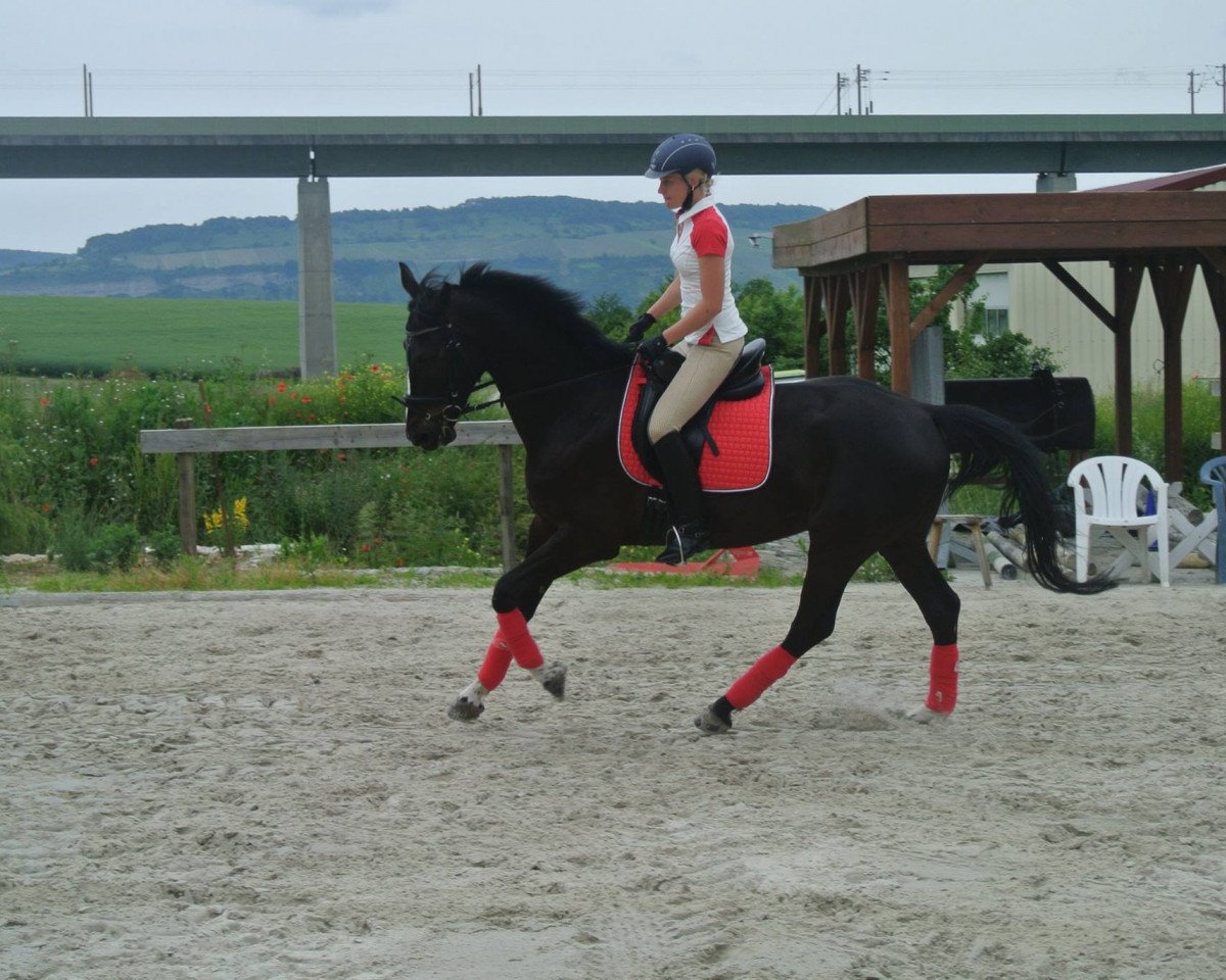 dressage horse Striker 5 (Hanoverian, 2011, from Lorenzio 2)