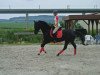 dressage horse Striker 5 (Hanoverian, 2011, from Lorenzio 2)