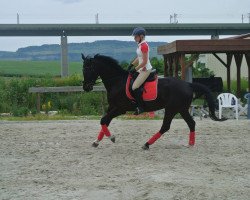 dressage horse Striker 5 (Hanoverian, 2011, from Lorenzio 2)