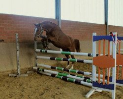 dressage horse Sulaika Secret (Oldenburg, 2010, from Status Quo)