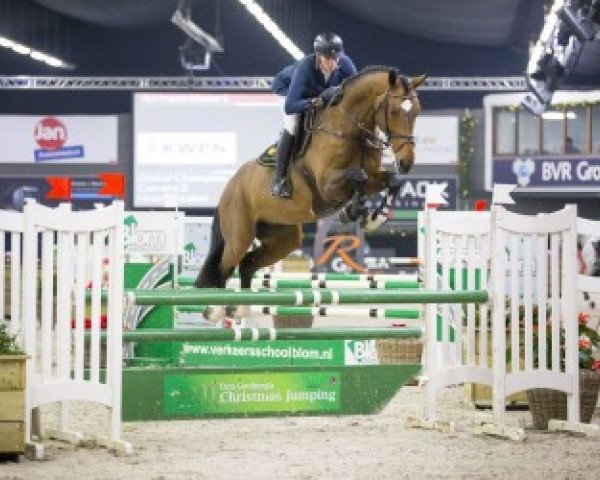 stallion Global Champion Tn (KWPN (Royal Dutch Sporthorse), 2011, from Calvaro Z)