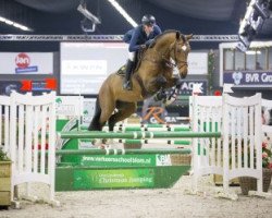 Deckhengst Global Champion Tn (KWPN (Niederländisches Warmblut), 2011, von Calvaro Z)