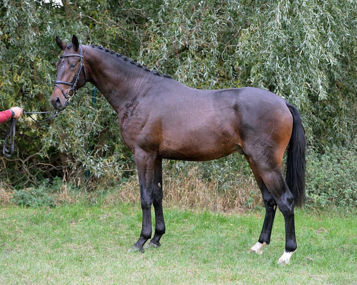stallion Zeal Future (German Sport Horse, 2014, from Zambesi TN)
