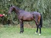 stallion Zeal Future (German Sport Horse, 2014, from Zambesi TN)