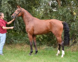 stallion Lomex 20 (German Sport Horse, 2014, from Lordanos)