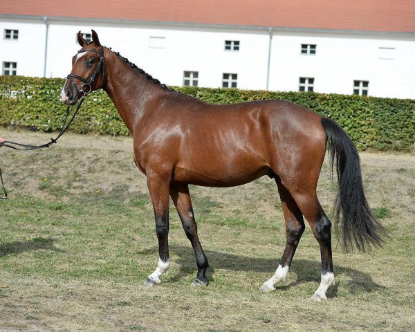 jumper Elando P (German Sport Horse, 2014, from Elan d' Espoir)