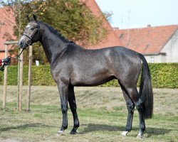 jumper Hengst von Discar - Levistus - Expo'se (German Sport Horse, 2014, from Discar)