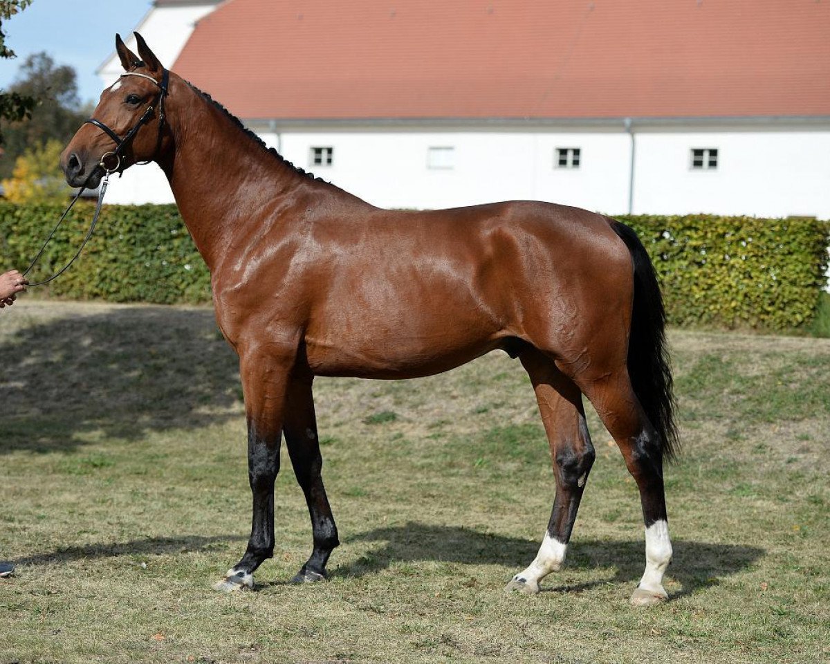 Springpferd Dia Cristo (Holsteiner, 2014, von Diamant de Semilly)