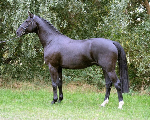 stallion Dark Knight B (Hanoverian, 2013, from Diamant de Semilly)