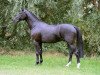 stallion Dark Knight B (Hanoverian, 2013, from Diamant de Semilly)