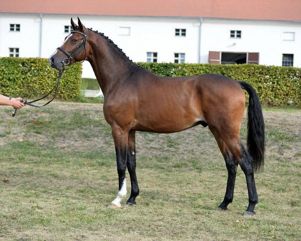 stallion Chapeau Ciaco (German Sport Horse, 2014, from Clintas)