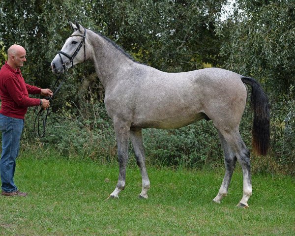 stallion Colman de Revel (Holsteiner, 2014, from Colman)