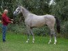 stallion Colman de Revel (Holsteiner, 2014, from Colman)