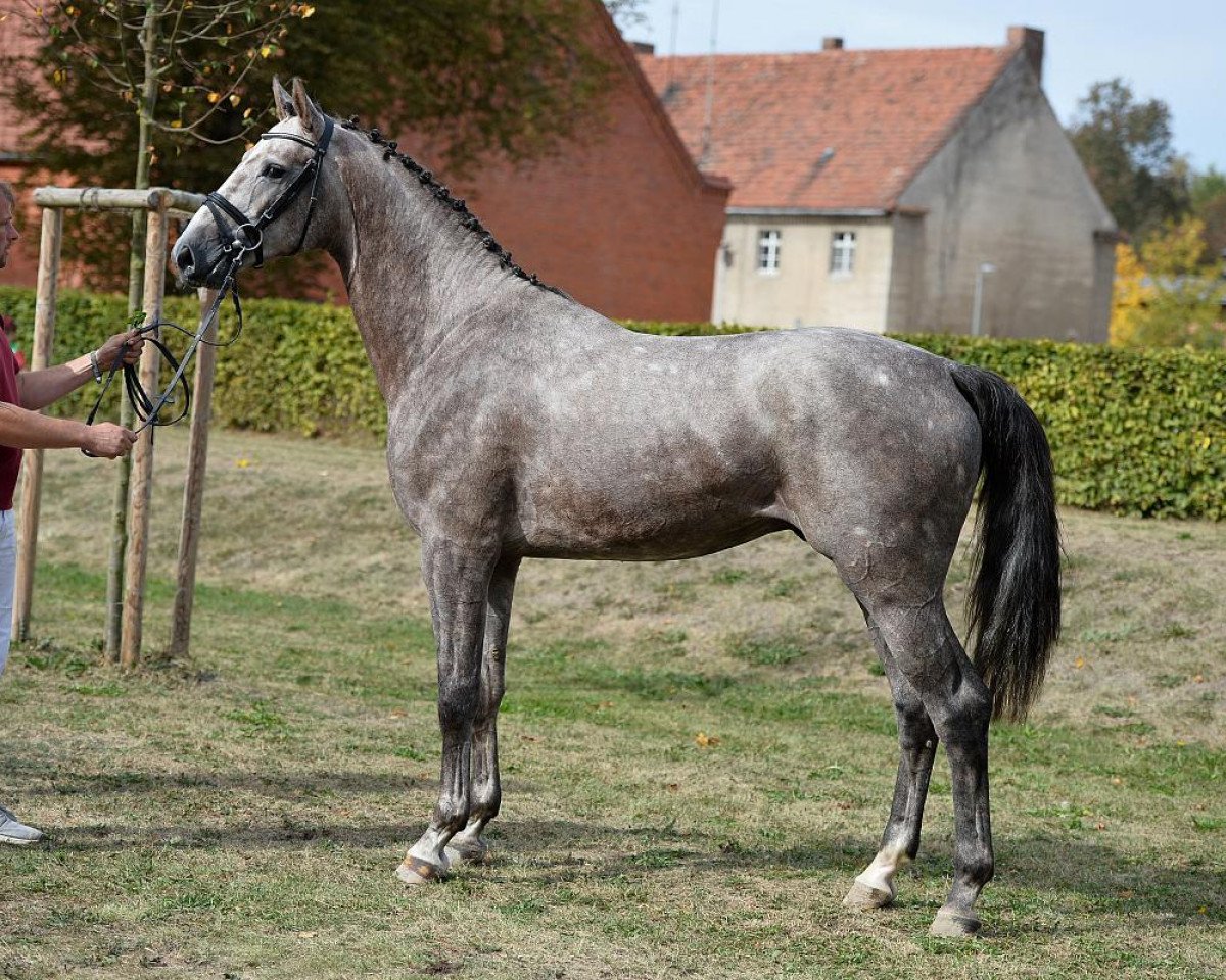 Deckhengst Corrygold (Deutsches Sportpferd, 2014, von Chap II)