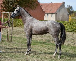 stallion Corrygold (German Sport Horse, 2014, from Chap II)