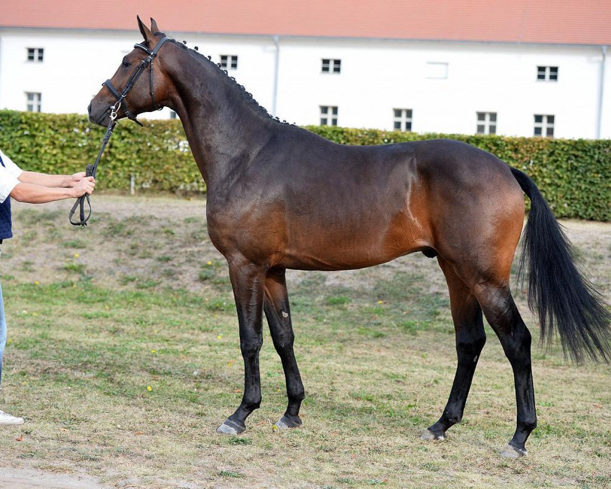 Springpferd Camacho II (Deutsches Sportpferd, 2014, von Chacco Me Biolley)