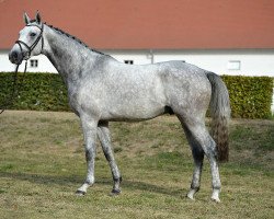 jumper Cnuti (German Sport Horse, 2014, from Cellestial)