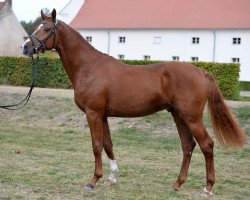 stallion Cellisto Ar (German Sport Horse, 2014, from Cellestial)