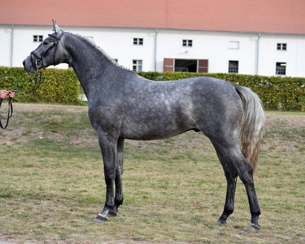 jumper Cardino Ass (German Sport Horse, 2014, from Calidrio)