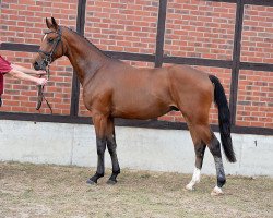 jumper Bugatti (German Sport Horse, 2014, from Black Jack 175)