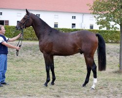 jumper Hengst von Arctic - Lesotho - Sekurit (German Sport Horse, 2014, from Arctic)