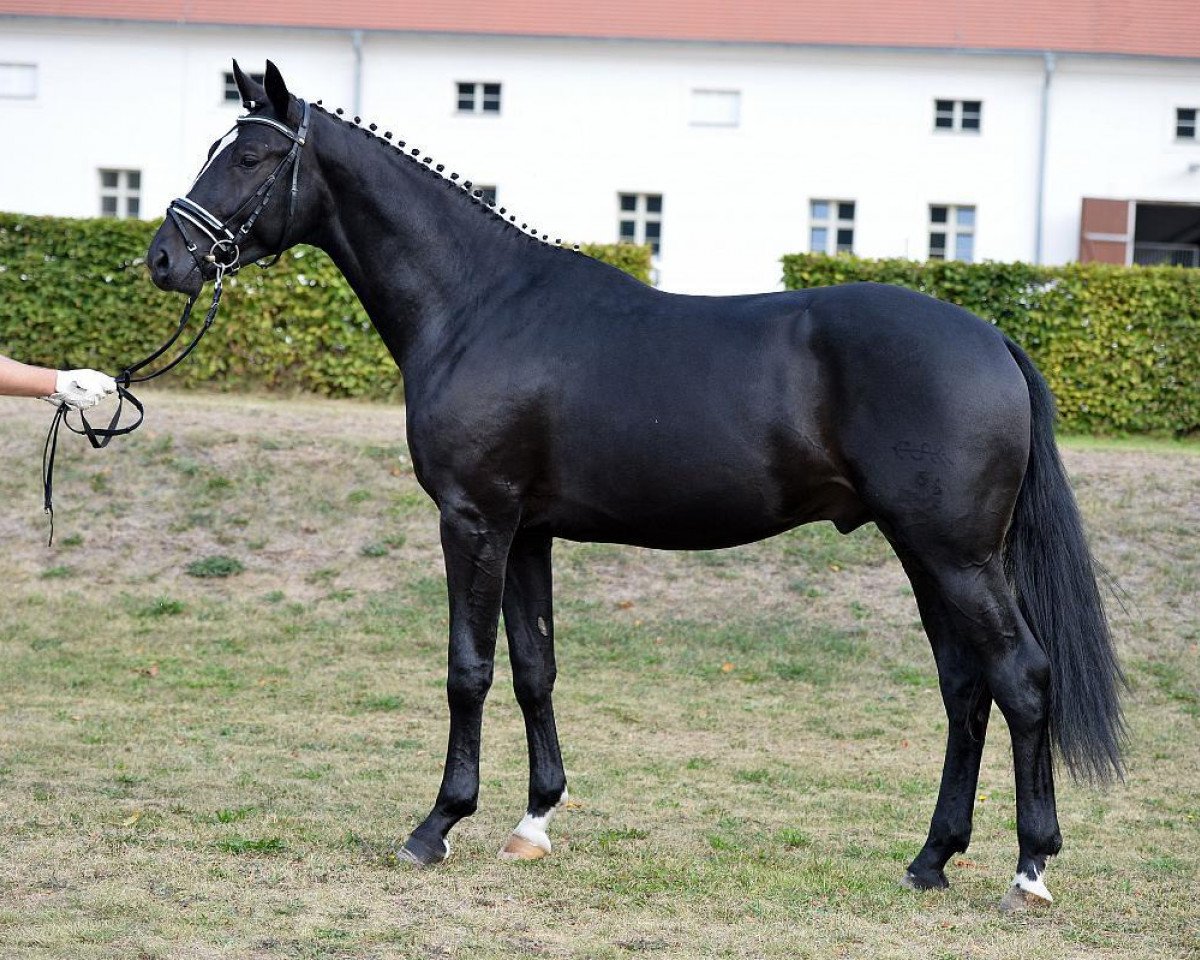 horse Hengst von Superstar / Donjour (German Sport Horse, 2014, from Superstar)
