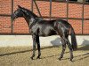 dressage horse San Simonetti (Brandenburg, 2014, from San Florestano)