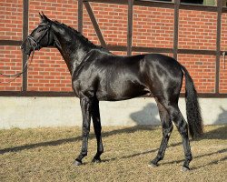 dressage horse San Simonetti (Brandenburg, 2014, from San Florestano)