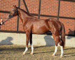 dressage horse Quimper N (German Sport Horse, 2014, from Quaterback)