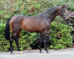 dressage horse Escado 28 (Westphalian, 2014, from Escolar)